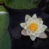 苹果视频教程LOGO